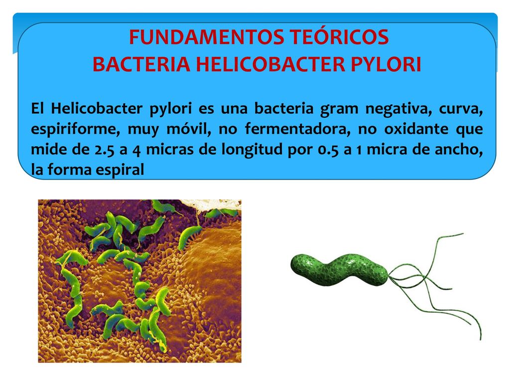 Helicobacter pylori formas de transmision